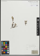 Foto von Salix repens subsp. repens L.